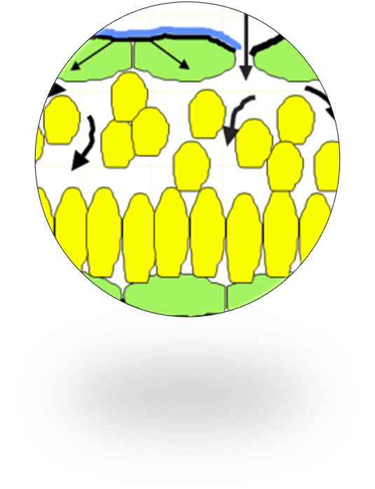 Stomatal Permeability and Transitivity